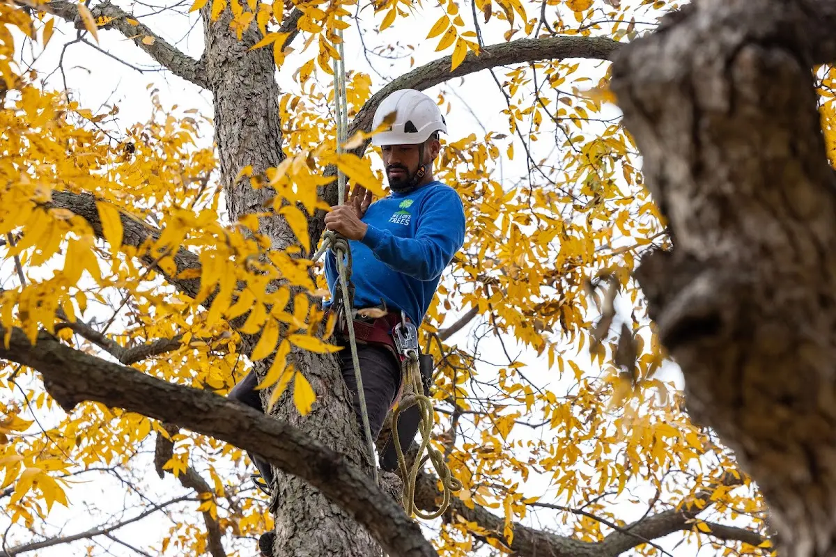 Skilled Dead Tree Removal crew working in Akaska