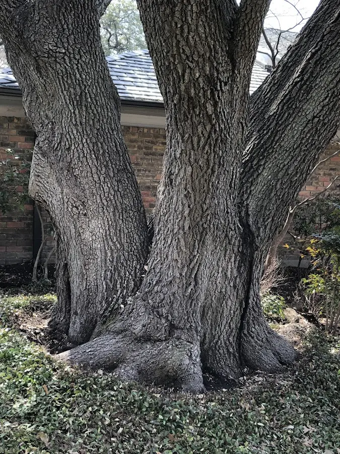 Mature heritage tree close to a Akaska property cared for by certified arborists